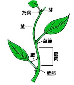 葉子在莖或枝條上的生長位置 稱作什麼